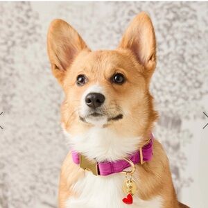 The Foggy Dog Plum Velvet Collar